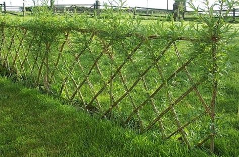 How to Make a Tree Branch Lattice Willow Trees Garden, Living Willow Fence, Living Fences, Cerca Natural, Low Maintenance Landscaping Front Yard, Willow Fence, Living Willow, Garden Hedges, Fence Plants