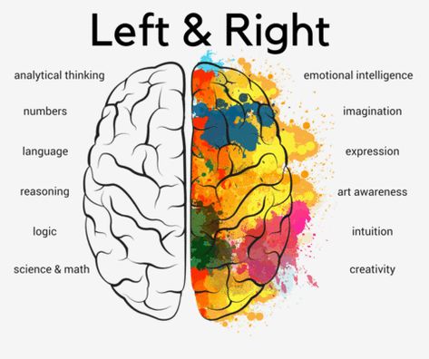 Brain Anatomy And Function, Brain Pictures, Left Brain Right Brain, Balloon Experiment, Inner Mind, Brain Surgeon, Left Brain, Brain Facts, Brain Anatomy