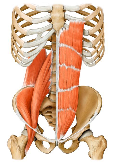 Psoas Iliaque, Psoas Release, Gluteal Muscles, Yoga Anatomy, Human Body Anatomy, Psoas Muscle, Muscle Anatomy, Medical Anatomy, Muscle Body