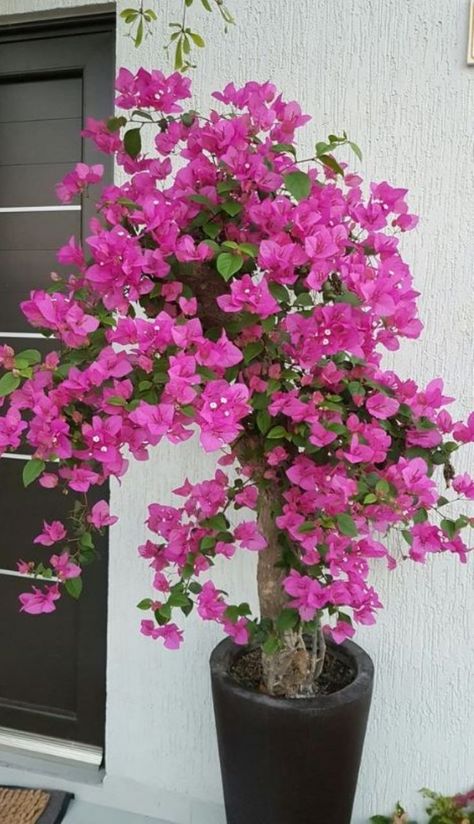 Indoor Flowering Plants, نباتات منزلية, House Plants Decor, Flowering Plants, Garden Fountains, Pretty Plants, Bougainvillea, Flower Planters, Raised Beds