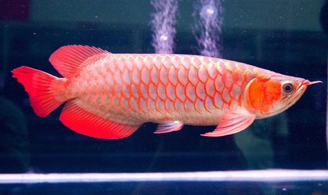 Arwana Fish, Arowana Fish, Oscar Fish, Ikan Air Tawar, Betta Fish Types, Tropical Freshwater Fish, Dragon Fish, Giant Fish, Pretty Fish