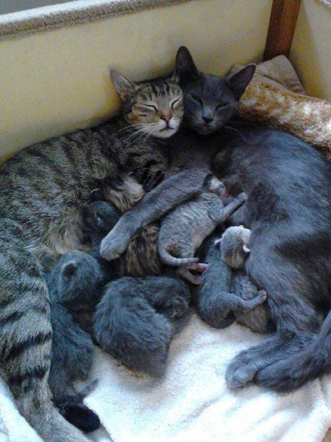 . Cele Mai Drăguțe Animale, Nosara, Cat Family, Sweet Animals, 귀여운 동물, Beautiful Cats, Crazy Cats, A Group, Cat Love