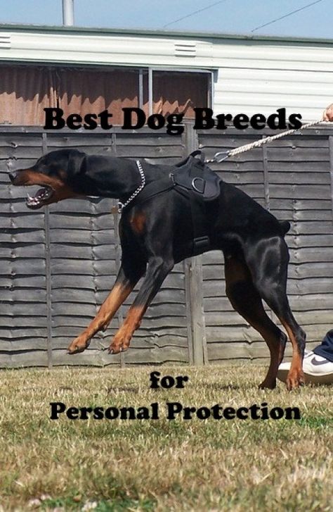 Here are photos, videos, and descriptions of the five best personal protection dogs. This list will help you decide which breed will do the job best. Protection Dogs Breeds, Protective Dog Breeds, Personal Protection Dog, Protection Dogs, Protective Dogs, Bouviers Des Flandres, Chicken Spaghetti, Personal Protection, Guide Dog