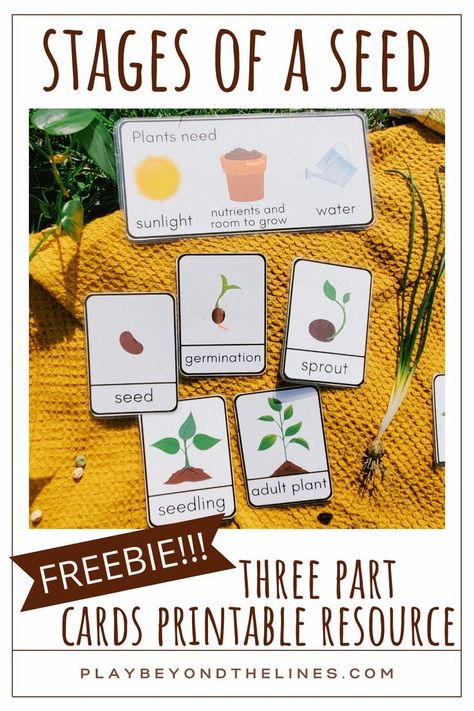 Be sure to snag this free “Stages of a Seed” printable resource! The three part cards are the perfect addition to any seed study. Children will gain an understanding of what seeds need to grow. They will also learn how a seed can transform into a plant. These are a perfect way to introduce and reinforce vocabulary. Seed Planting For Kids, Seed Germination For Kids, Tiny Seed Activities, Seed Activities For Kids, Seeds Preschool, Plants Kindergarten, Plant Lessons, Preschool Garden, Planting For Kids