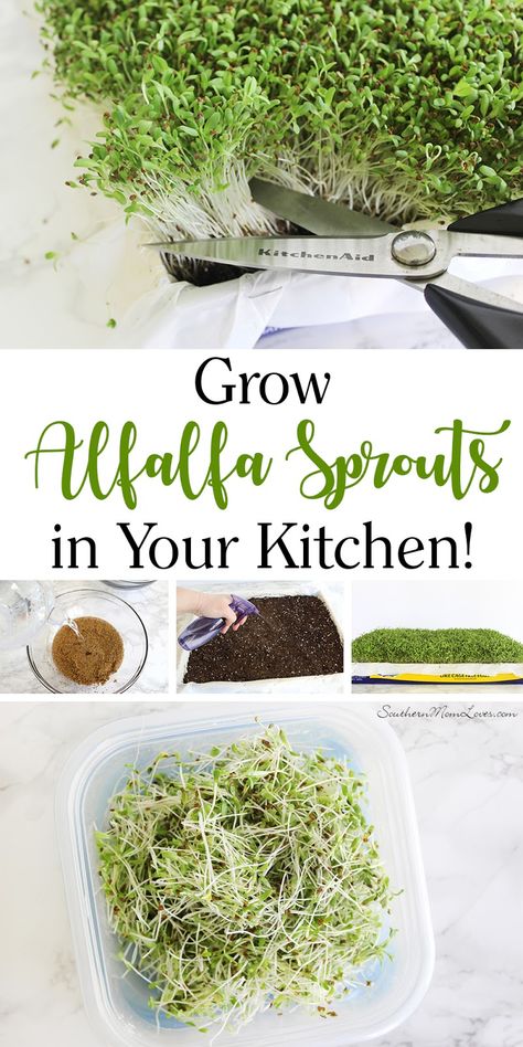 Alfalfa Sprouts Recipes, Grow Alfalfa Sprouts, Microgreens Garden, Planning Garden, Growing Sprouts, Pots Diy, Southern Mom, Garden Corner, Alfalfa Sprouts