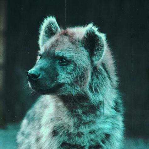 Hyena Animal, Carnivorous Animals, African Wild Dog, Aesthetic Tumblr, Wild Dogs, Silly Animals, Cute Wild Animals, Hyena, Animal Photo