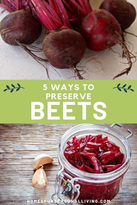 There are 5 different ways you can preserve beets. Fresh beets are wonderful and make make amazing preserves. Learn how to can, pickle, ferment, dehydrate, and root cellar beets with the tips and instructions found here for healthy eating for a long time to come. #homemade #canning #DIY #tips #healthy Preserving Fresh Beets, How To Preserve Fresh Beets, How To Store Beets In Fridge, How To Store Beets From Garden, Fresh Beet Recipes, How To Use Beets, Beets Preserving, Canning Beets Recipes, Preserving Beets