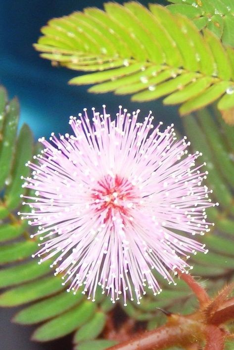 The sensitive plant, also known as the touch-me-not plant, is well-known for its leaves that recoil when touched. Here's how to grow and care for the sensitive plant. #gardening#gardenideas#realsimple#flowergarden#growingflowers Sensitive Plant Care, Touch Me Not Plant, Sensitive Plant, Cell Wall, Peat Moss, Liquid Fertilizer, Touch Me, Growing Indoors, Grow Lights