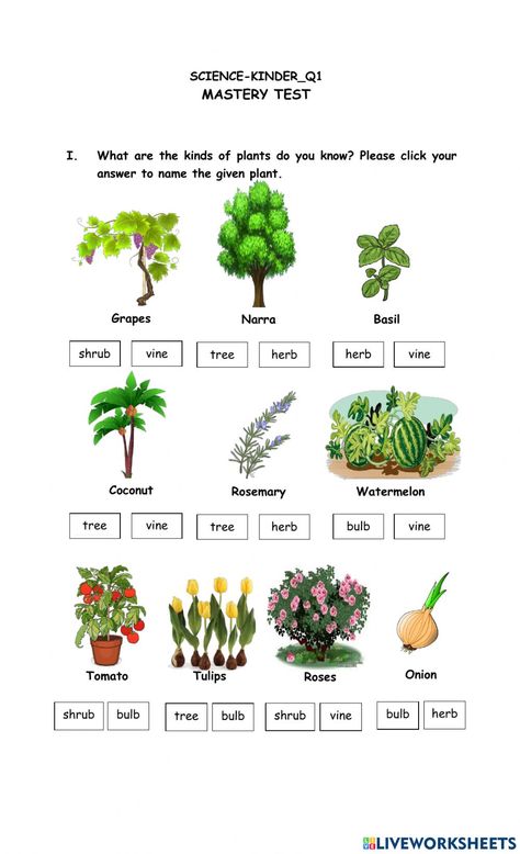 Herbs Shrubs And Trees Worksheet, Herbs Shrubs Climbers Creepers Worksheet, Types Of Plants Worksheets For Grade 1, Types Of Plants Worksheet, Good Habits For Kids, Rosemary Tree, How Plants Grow, Plants Worksheets, States Of Matter Worksheet