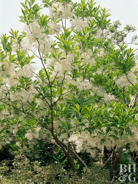 Native to areas of Eastern North America, fringe tree is a versatile plant you can grow as a large shrub or small tree. Regardless, it offers clouds of fragrant white flowers in late spring that turn into clusters of blue-purple fruits in fall. The fruits are sure to attract birds.                         Name: Chionanthus virginicus                         Size: From 12 to 20 feet tall and wide                         Zones: 4-8 Pagoda Dogwood, Golden Rain Tree, Fringe Tree, Trees For Front Yard, Japanese Tree, Florida Gardening, Low Maintenance Landscaping, Fast Growing Trees, Garden Shrubs