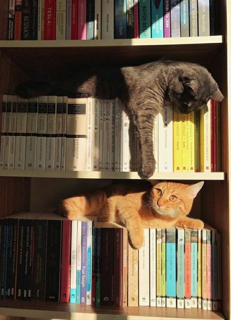 Two Cats, Cat Books, Cat Person, Cat Aesthetic, Silly Cats, Pretty Cats, 귀여운 동물, 그림 그리기, Book Aesthetic