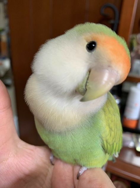 Cute Pet Birds, Love Birds Pet, Birds Pet, Birds Cute, Bird Pet, Animale Rare, Love Bird, Parakeets, Parrot Bird