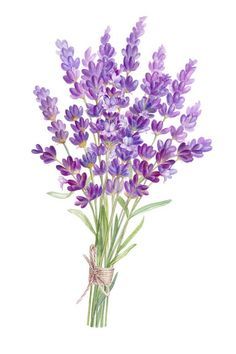 Get Creative with These Lavender Drawing Ideas - and Watercolor Ideas Too Orchid Bouquet Drawing, Lilac Bouquet Drawing, Lavender Aesthetic Drawing, Lavender Illustration Design, Lavender Bouquet Drawing, Purple Flower Illustration, How To Draw Lavender, Lilac Flowers Drawing, Lavender Reference