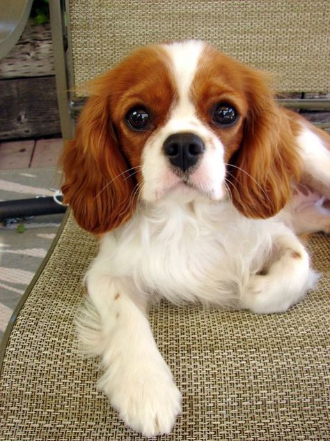 15 Pictures That Will Prove Cavalier King Charles Spaniels Are the Cutest Dogs - The Odyssey Online Smile Photos, Cavalier King Charles Spaniel Puppy, Charles Spaniel Puppy, King Charles Spaniel Puppy, Cavalier King Spaniel, King Spaniel, Dogs Images, King Charles Puppy, Cavalier King Charles Dog