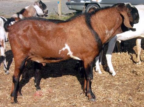 Anglo-Nubian goats have curved Roman noses and large pendulous ears. They came to New Zealand from England or via Australia, and are registered pure-bred animals. There are only a few in New Zealand. Nubian goats can be produced from crossing Anglo-Nubians ... Roman Noses, Anglo Nubian Goats, Farm Goals, Nubian Goats, Animal Farming, Nubian Goat, Boer Goats, Sheep Breeds, Dairy Goats