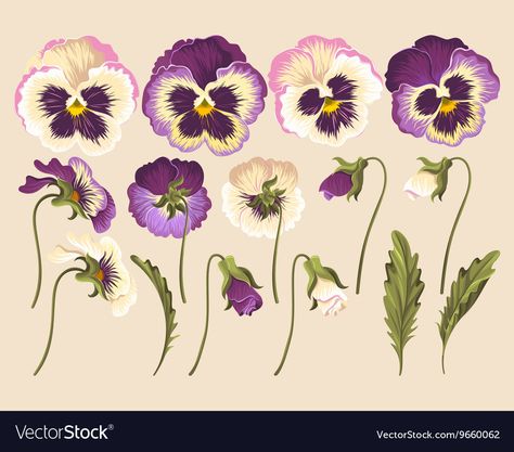 Flower Vector Art, Pansy Flowers, Flower Vector, Flowers Vector, Pansies Flowers, Botanical Drawings, Painting Art Projects, Arte Floral, Botanical Illustration