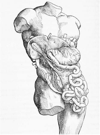 A SIXTEENTH-CENTURY ANATOMICAL DIAGRAM OF THE INTERNAL ORGANS, SHOWING THE STOMACH, LIVER, INTESTINE, AND GALLBLADDER. (© Corbis. Reproduced by permission.) Human Anatomy Reference Organs, Human Organs Sketch, Internal Organs Art, Intestine Gore Art, Human Anatomy Art Organs, Organ Art Drawing, Organs Art Reference, Anatomy Reference Organs, Internal Anatomy Drawing