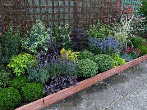 Garden Ideas Australia, Garden Border Plants, Shrubs For Borders, Shade Garden Design, Small Front Gardens, Evergreen Garden, Front Gardens, Garden Border, Back Garden Design