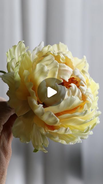 Tina Chen on Instagram: "Hi everyone, here is crafting the Perfect Sugar Peony Flower Center.   It’s limited time of reel to show you the details, but I am sure this tutorial will guide you through every steps to accomplish the peony center and look as realistic as possible.   I have been posted a tutorial video of sugar peony flower on YouTube.   - Detailed instructions on shaping and texturing the center - Tips for achieving the perfect color blend - Techniques to add a natural touch to your flower  Join me in bringing a touch of elegance to your sugar flowers! Check out the full tutorial now and let your creativity bloom. #peony  #sugarflowerclass #sugarpaste #floralcrafts #edibleflowers #waferpaperflower #weddingcake #sugarflowers #sugarflower #ediableflowers  #waferpaperflowers #gumpa Peony Gumpaste Tutorial, Cana Lily, Gumpaste Peony, Sweet Crafts, Gum Paste Flowers Tutorials, Sugar Paste Flowers, Sugar Flowers Tutorial, Fondant Flower Tutorial, Wafer Paper Flowers