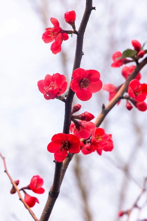 Bedroom Flowers, Flowers 2023, Sakura Trees, Yuki Onna, Red Cherry Blossom, Flower Bedroom, Cherry Blossom Branch, Sakura Tree, Red Peach