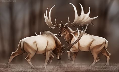 Megaloceros Giganteus, Irish Elk, Prehistoric Mammals, Deer Species, Prehistoric Wildlife, Dinosaur Pictures, Jurassic World Dinosaurs, Ancient Animals, Prehistoric Art