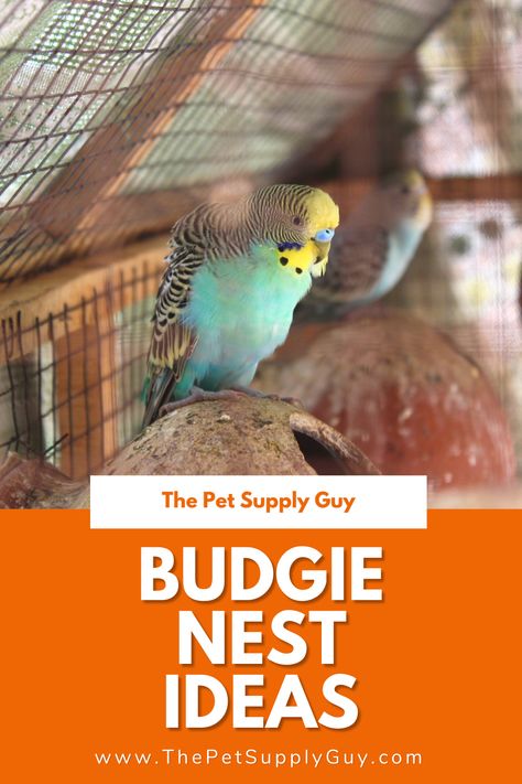 Diy Bird Toys Budgies, Parakeet Cage Ideas, Diy Budgie Toys, Nesting Boxes Diy, Homemade Bird Toys, Parakeet Care, Budgies Parrot, Tattoo Pet, Best Pet Birds