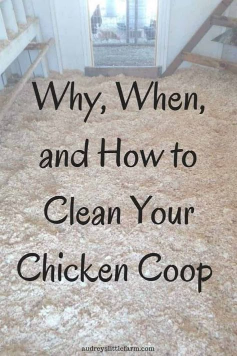 Easy Chicken Coop, Clean Chicken, Backyard Chicken Coop Plans, Diy Chicken Coop Plans, Backyard Chicken Farming, Chicken Health, Raising Backyard Chickens, Chicken Coop Designs, Chicken Garden