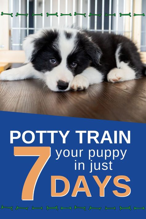 Potty Training Schedule, Puppy Schedule, How To Potty Train, House Training Puppies, Train Your Puppy, Puppy House, Puppy Biting, Dog Potty Training, Dog Potty