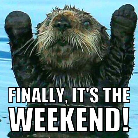 One of the hardest things in life is having words in your heart that you can’t otter. #weekend #goswimming #otterhumor #heavyglare Great Job Meme, Weekend Meme, Job Memes, Friday Meme, Positive Memes, Job Humor, Monday Memes, Monday Humor, Christmas Memes