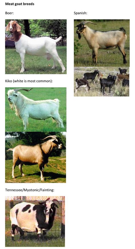 Meat goat breeds. Goat Showmanship, Meat Goats, Goat Ideas, Goat Breeds, Goats For Sale, Sustainable Homestead, Farming Ideas, Pig Farm, Homestead Ideas