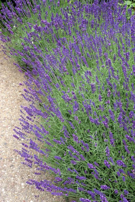 Find help & information on Lavandula angustifolia English lavender from the RHS Garden Design Cottage, Hampton Court Palace Gardens, Sensory Garden, Cottage Garden Plants, English Lavender, Garden Shrubs, Garden Types, Wildlife Gardening, School Garden