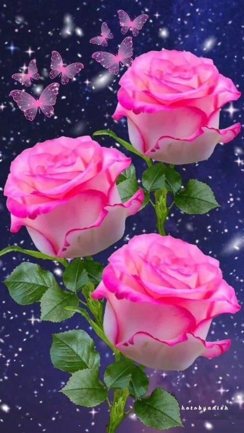 Pink Roses, Butterflies, Roses, Wallpapers, Pink, On Instagram, Instagram