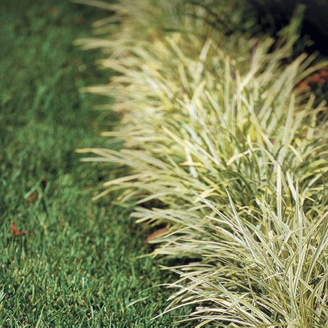 Liriope and mondo grass (monkey grass- Smart Choices With Monkey Grass - Southern Living  http://www.southernliving.com/home-garden/gardens/smart-choices-monkey-grass Monkey Grass, Pool Landscape Design, Grasses Landscaping, Low Maintenance Landscaping, Modern Garden Design, Landscaping With Rocks, Ornamental Grasses, Pool Landscaping, Cool Pools