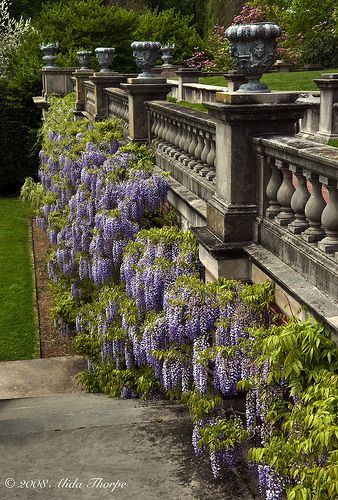 Old Westbury Gardens, Wisteria Garden, Westbury Gardens, Old Westbury, Nassau County, Climbing Vines, Romantic Garden, Bougainvillea, Garden Gates