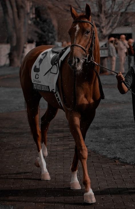 Race Horse Photography, English Thoroughbred Horses, Horse Race Aesthetic Vintage, Race Horse Aesthetic, Racehorse Aesthetic, English Equestrian Aesthetic, Horse Racing Aesthetic, Brumby Horse, Horses Aesthetic