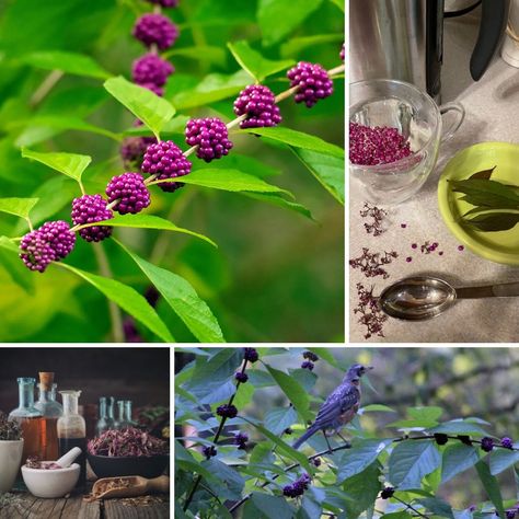 Beautyberry Benefits and Uses of Berries, Leaves and Roots Beauty Berry Uses, Beautyberry Uses, Beautyberry Recipes, Beauty Berries, Hearth Witch, Homemade Medicine, Beauty Berry, Tree Gardens, Benefits Of Berries