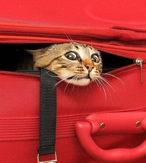 Söt Katt, In The Bag, Cats Meow, Funny Animal Pictures, The Bag, Pretty Cats, Beautiful Cats, 귀여운 동물, Cat Life