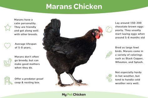 Marans Chicken Breed: The Ultimate Guide - My Pet Chicken Blue Copper Marans, Marans Chicken, Backyard Homesteading, Black Copper Marans, Ranch Living, Brown Egg, Pet Chicken, Day Old Chicks, Black Splash