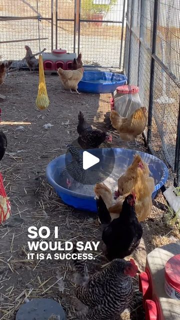 Roberts Family Ranch on Instagram: "Trying out a new dust bath recipe today! I mixed cold wood ash from our fire pit with equal parts Pampered Chicken Mama floral dust bath. It smells like a spa when you open the container! I bought the 5lb jug to try out but next time I’ll definitely go bigger. Yes I know I don’t HAVE to do this for my GIRLS🙃 But I enjoy doing extra little things to make them more comfortable, entertained, and happy. I have the dust bath linked in my bio. But you can also make one at home using the individual ingredients. I chose the lazy way and bought it already made😜 #chickens #dustbath #chickentips #livestock #homesteading #raisingchickens" How To Make A Dust Bath For Chickens, Chicken Dust Bath Containers, Dust Bath Recipe, Chicken Dust Bath Ideas, Chicken Bath, Dust Bath For Chickens, Chicken Mama, Chicken Care, Family Ranch