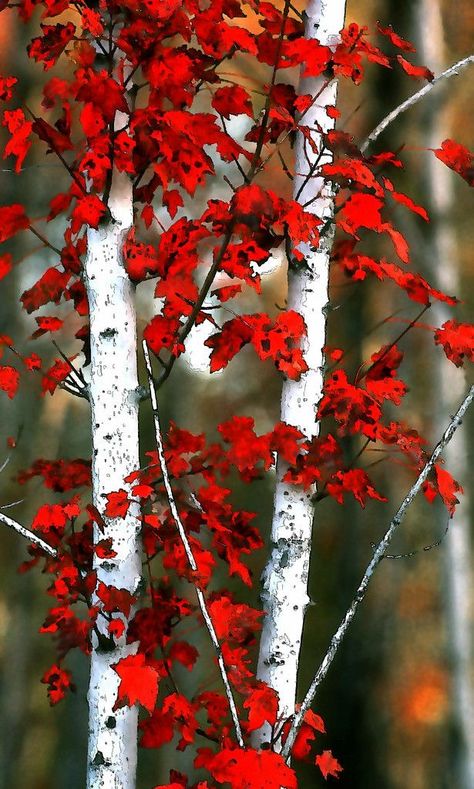 자작나무 그림, Birch Tree Art, Aspen Trees, Autumn Scenes, Red Leaves, Tree Photography, Tapeta Pro Iphone, Autumn Scenery, Fall Pictures