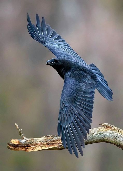 Common Raven Vogel Gif, Raven Photography, Common Raven, Regard Animal, Raven Bird, Crow Bird, Crow Art, Crows Ravens, The Crow