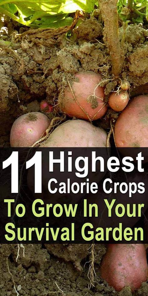 When preparing to grow a survival garden, the number of calories a crop offers is an important consideration. Although veggies like tomatoes and cucumbers are nutritious, they won't keep you full. That's why when planning your survival garden, you also want to include lots of high-calorie crops. Survival Crops, Prepper Garden, Survival Plants, Backyard Homesteading, Vegetables Growing, Homesteading Ideas, Homesteading Diy, Survival Garden, High Calorie