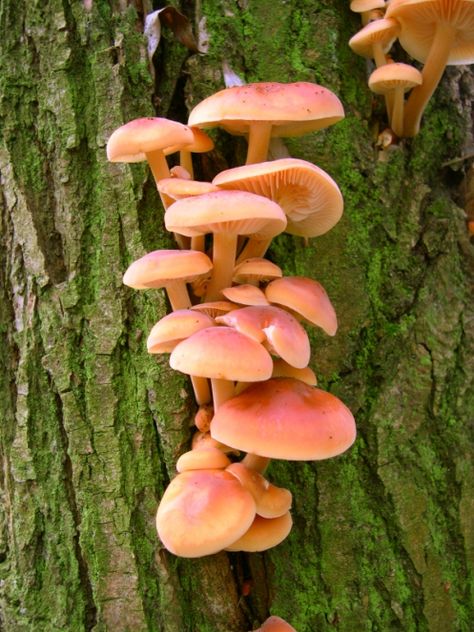 Mushrooms That Grow On Trees, Mushrooms On A Tree, Pretty Mushrooms Nature, Mushrooms Growing On Trees, Mushrooms On Trees, Mushroom On Tree, Pretty Mushrooms, Mushroom Types, Different Types Of Mushrooms