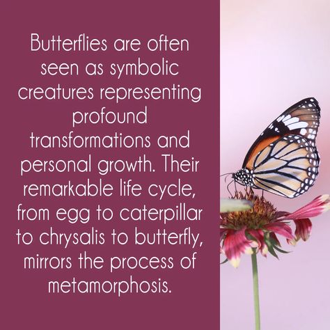 20 Different Types of Butterflies and Their Meanings - Joyce Elliott Butterfly Symbolism, Spirit Animal Meaning, Animal Meanings, Types Of Butterflies, Animal Spirit Guides, Animal Spirit, Animal Symbolism, Butterfly Photos, Pagan Witchcraft