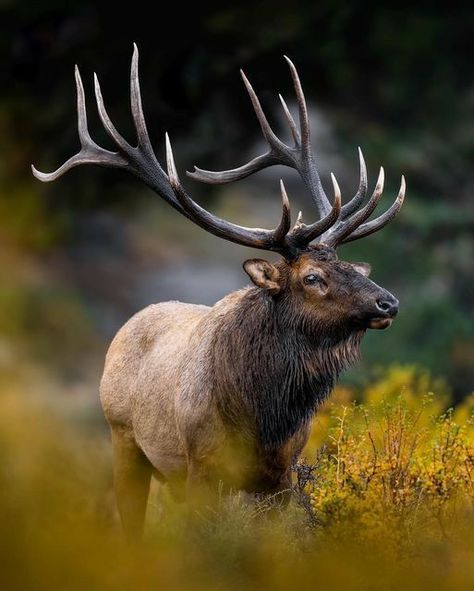 Roosevelt Elk, Cow Elk, Elk Pictures, Elk Photo, Big Deer, Deer Photos, Spiritual Animal, Bull Elk, Wild Animals Pictures