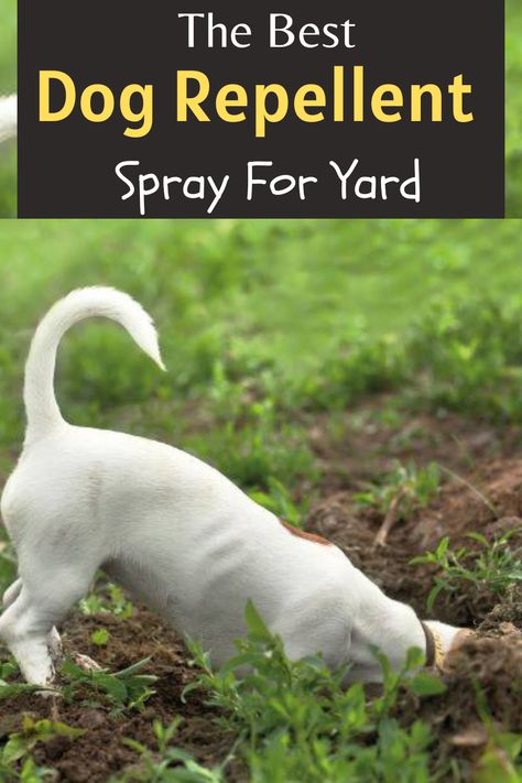 The best dog repellent spray for yard Diy Dog Deterrent Spray, Dog Deterrent Spray For Yard, How To Stop A Dog From Digging, How To Keep A Dog From Digging, Dog Repellent Spray For Yard, How To Keep Dogs From Digging, Plants That Repel Dogs, How To Keep Dogs From Pooping In My Yard, Diy Dog Repellent