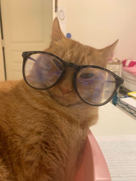 Orange Cat With Glasses, Cats In Glasses, Cat With Glasses Aesthetic, Cat With Glasses Pfp, Cat With Glasses Funny, Animals Wearing Glasses, Cat Wearing Glasses, Cat With Glasses, Hate Cats