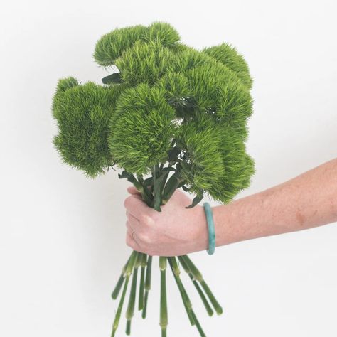 (2) - Got a question? Ask me, a real human! Here if you need anything. xo Bright Green Flowers, Green Filler Flowers, Ugly Flowers, Blue Flower Centerpieces, Green Dianthus, Flower Fillers, Bulk Flowers Online, Flower Moxie, Dianthus Flowers