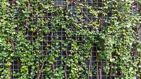 6 Wire Mesh Privacy Screen Design Ideas Privacy Screen Fence Ideas, Screen Fence Ideas, Porch Privacy Screen, Virginia Creeper Vine, Biomimicry Architecture, Mesh Projects, Privacy Screen Fence, Well House, Diy Privacy Screen