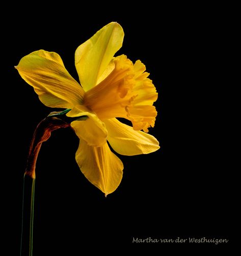 Yellow Daffodil Photo by Martha van der Westhuizen Daffodil Photo, Yellow Daffodils, Daffodil Flower, Gcse Art, Daffodils, Bugs, Beautiful Flowers, Art Reference, Layout